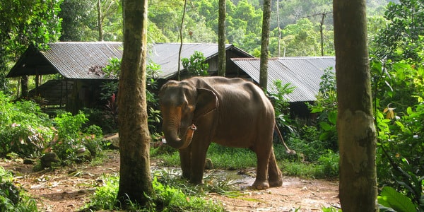 elephant under trees